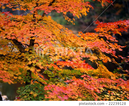 Autumn leaves 22239128