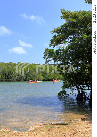 米亞拉河的紅樹林 22239215