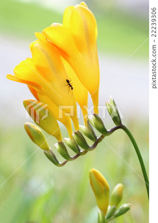 黃色小蒼蘭(Asagisuisen Asao Narcissus)和阿里黃色小蒼蘭 黃色小蒼蘭(Asagisuisen Asao Narcissus)和阿里黃色小蒼蘭 22239306