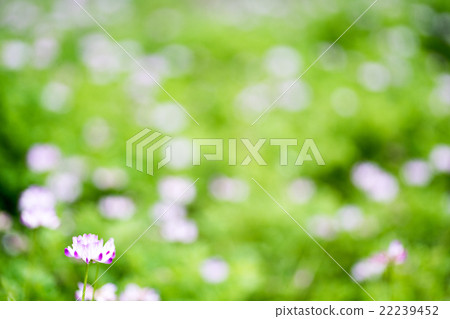 盛開的蓮花 22239452