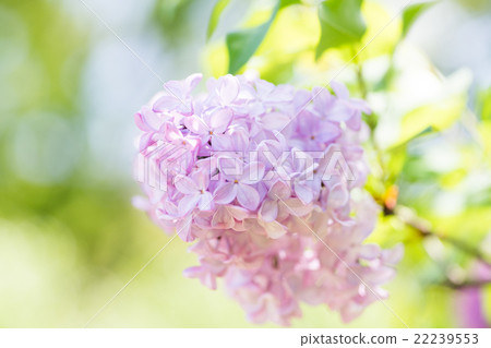 永井植物園（大阪之花）丁香 22239553