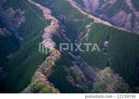 Early morning Nomego Valley where fresh green · cherry blossoms (landscape of Kamikitayama village in Nara prefecture) 22239556