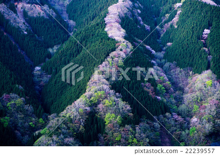 Early morning Nomego Valley where fresh green · cherry blossoms (landscape of Kamikitayama village in Nara prefecture) 22239557
