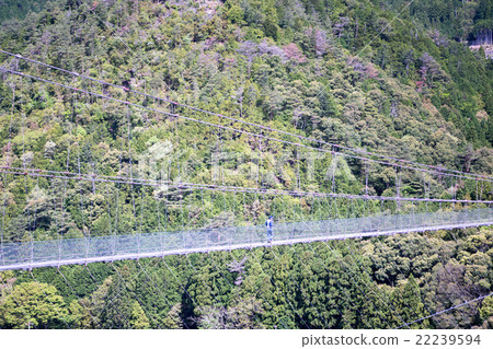 Tanase的懸索橋（奈良縣戶津川村的風景） 22239594