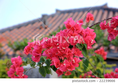竹富島被鮮花包圍 竹富島被鮮花包圍 22239666
