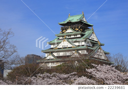 Osaka Castle and cherry blossoms in full bloom Osaka Castle and cherry blossoms in full bloom 22239681
