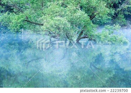 新鮮的綠色的湖穆羅的晨霧（奈良縣宇田市的風景） 22239700