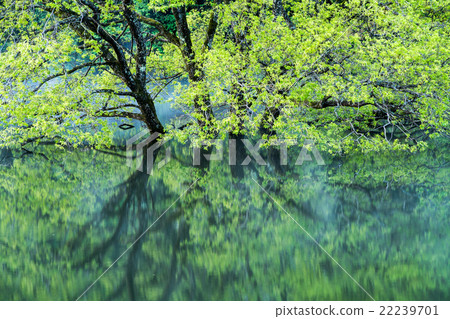 Morning fog of Lake Muro in fresh green (Scenery of Uda City, Nara Prefecture) 22239701
