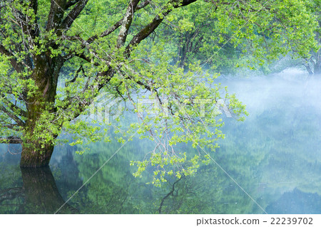 Morning fog of Lake Muro in fresh green (Scenery of Uda City, Nara Prefecture) 22239702