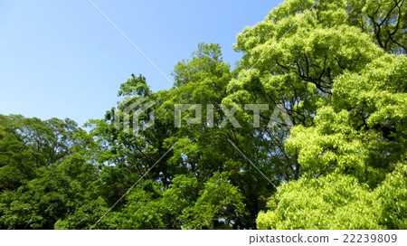 藍天和新鮮的綠色樹 藍天和新鮮的綠色樹 22239809