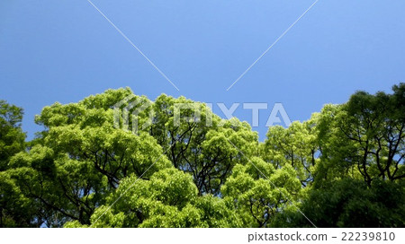 藍天和新鮮的綠色樹 藍天和新鮮的綠色樹 22239810