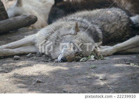 Wolf in Hokkaido 22239910