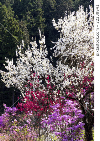  Peach blossoms 22239941