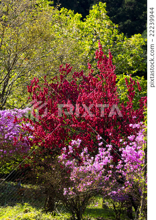  Peach blossoms 22239944