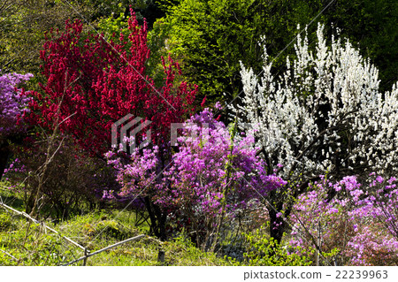 Spring of Akiruno 22239963