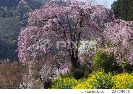 Flower temple 22239966