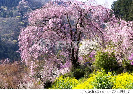 Flower temple 22239967