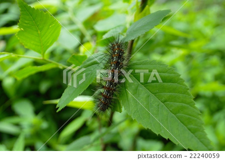 Mulberry caterpillar 22240059