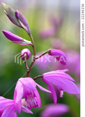 矽烷（紫色）紫色蘭花 22240156