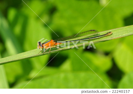 Aomonitotombo（未成熟女性·不同顏色類型） 22240157