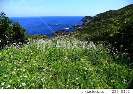 Chikuzen Oshima的新鮮綠色 22240302