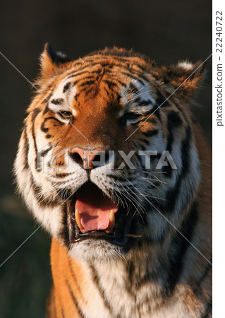 Amur Tiger Amur Tiger 22240722