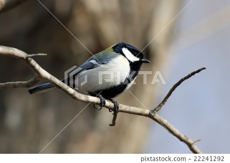 Tits titled Japanese Tit 22241292