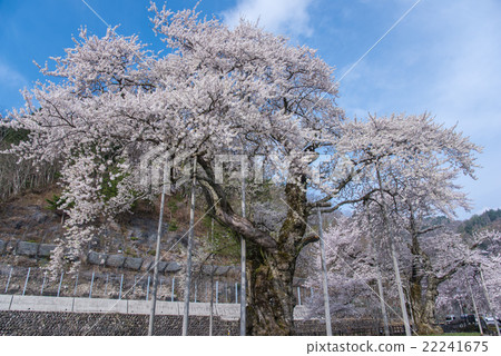 Sakura River in the morning 22241675