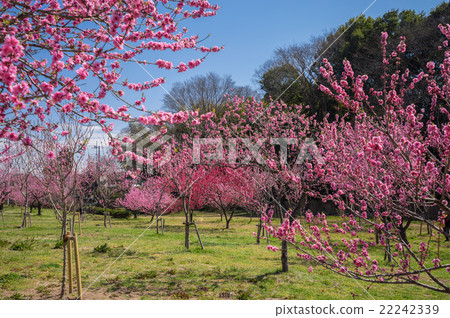 古河桃花節 22242339