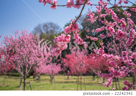古河桃花節 古河桃花節 22242341