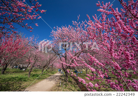 古河桃花節 22242349