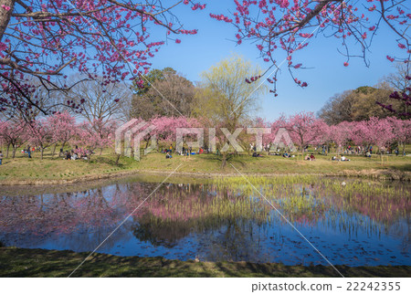 古河桃花節 22242355