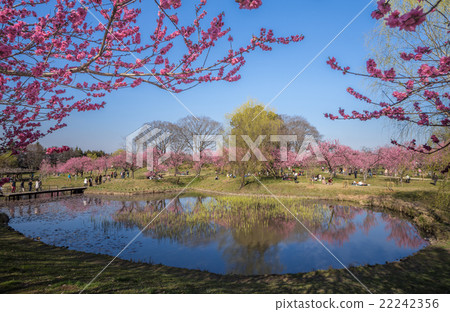 古河桃花節 22242356