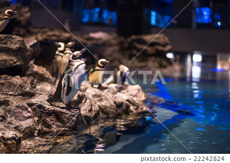 Sumida Aquarium Magellan Penguin Sumida Aquarium Magellan Penguin 22242824