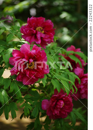 Red flower peony 22243322