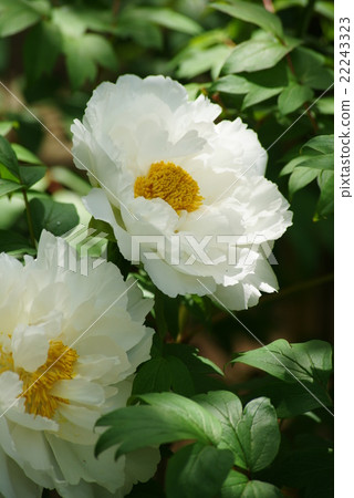 White flower peony 22243323