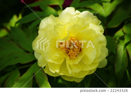 Yellow flower peony 22243326