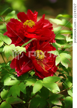 Red flower peony 22243327