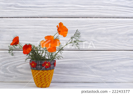 beautiful bouquet of orange eshsholtsiya flowers beautiful bouquet of orange eshsholtsiya flowers 22243377