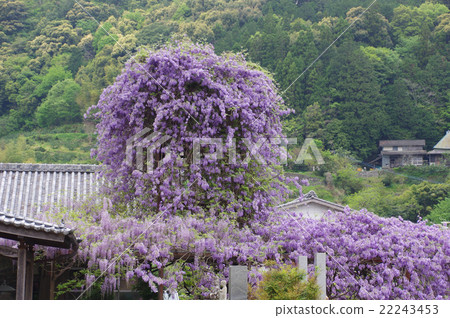 爬紫藤 爬紫藤 22243453