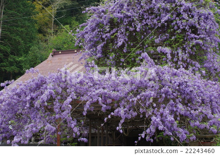 爬紫藤 爬紫藤 22243460