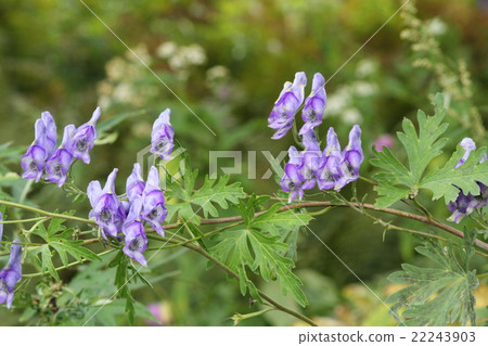 Torikabuto 2 22243903