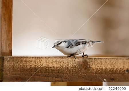 Nuthatch nuthatch 22244000