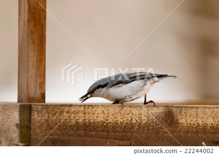 Nuthatch nuthatch 22244002