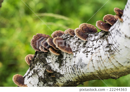 Mushrooms on the white background Mushrooms on the white background 22244363