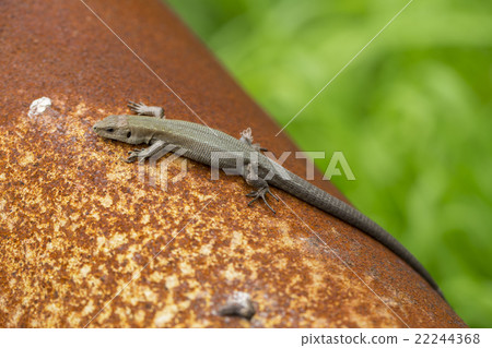 lizard on the white background lizard on the white background 22244368