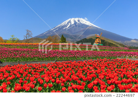 Mt. Fuji Mt. Fuji 22244697