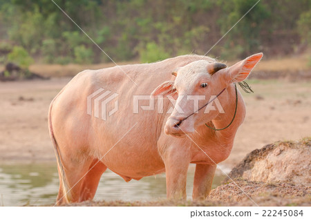 Portrait of rare white Asia water buffalo Portrait of rare white Asia water buffalo 22245084