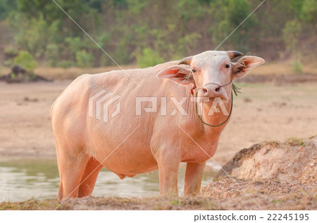 Portrait of rare white Asia water buffalo 22245195