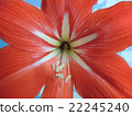 Red flower gippeastrum. 22245240